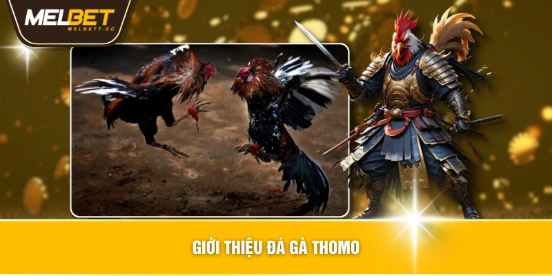 Giới thiệu đá gà thomo