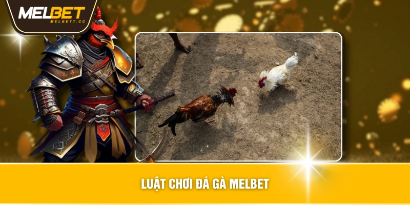Luật chơi đá gà MELBET