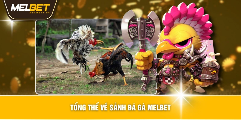 Tổng thể về sảnh đá gà MELBET