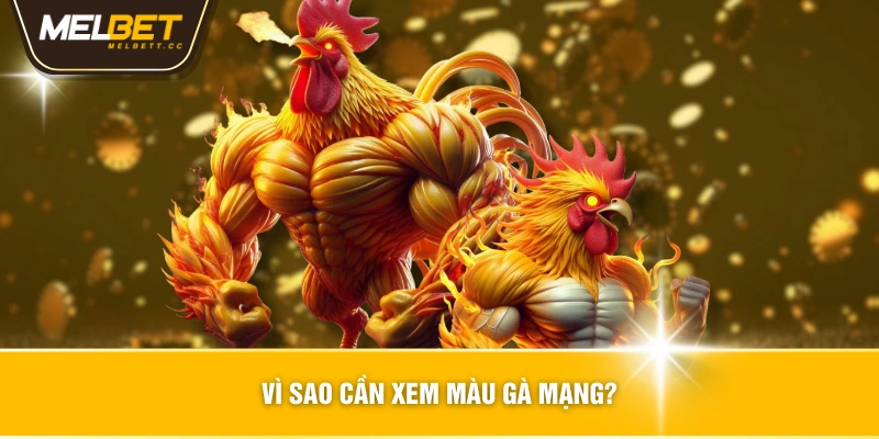 Vì Sao Cần Xem Màu Gà Mạng?