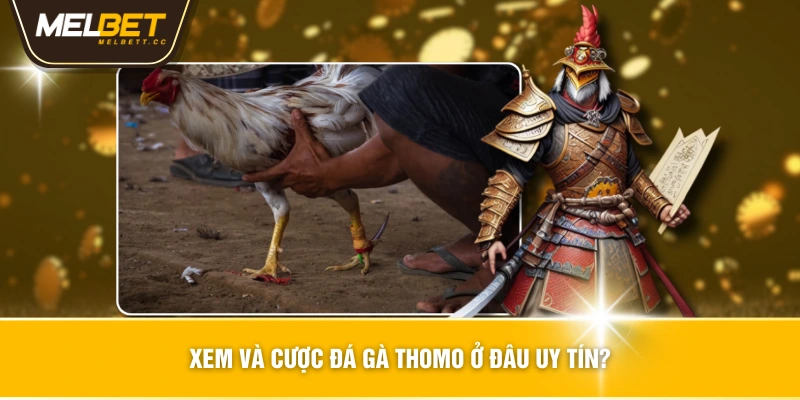 Xem và cược đá gà thomo ở đâu uy tín?